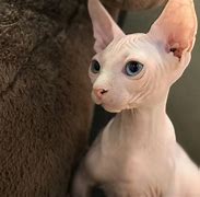 猫币有什么用(猫币有什么用途)