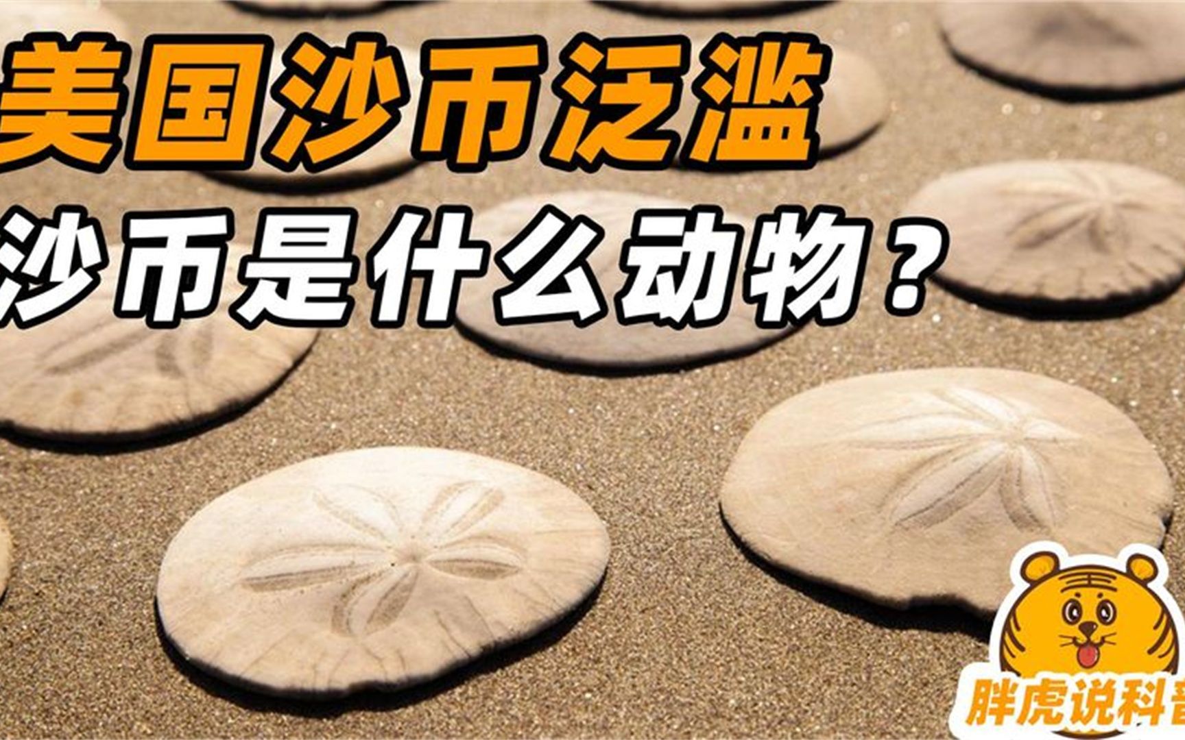 沙币(沙币汇率换算美元)