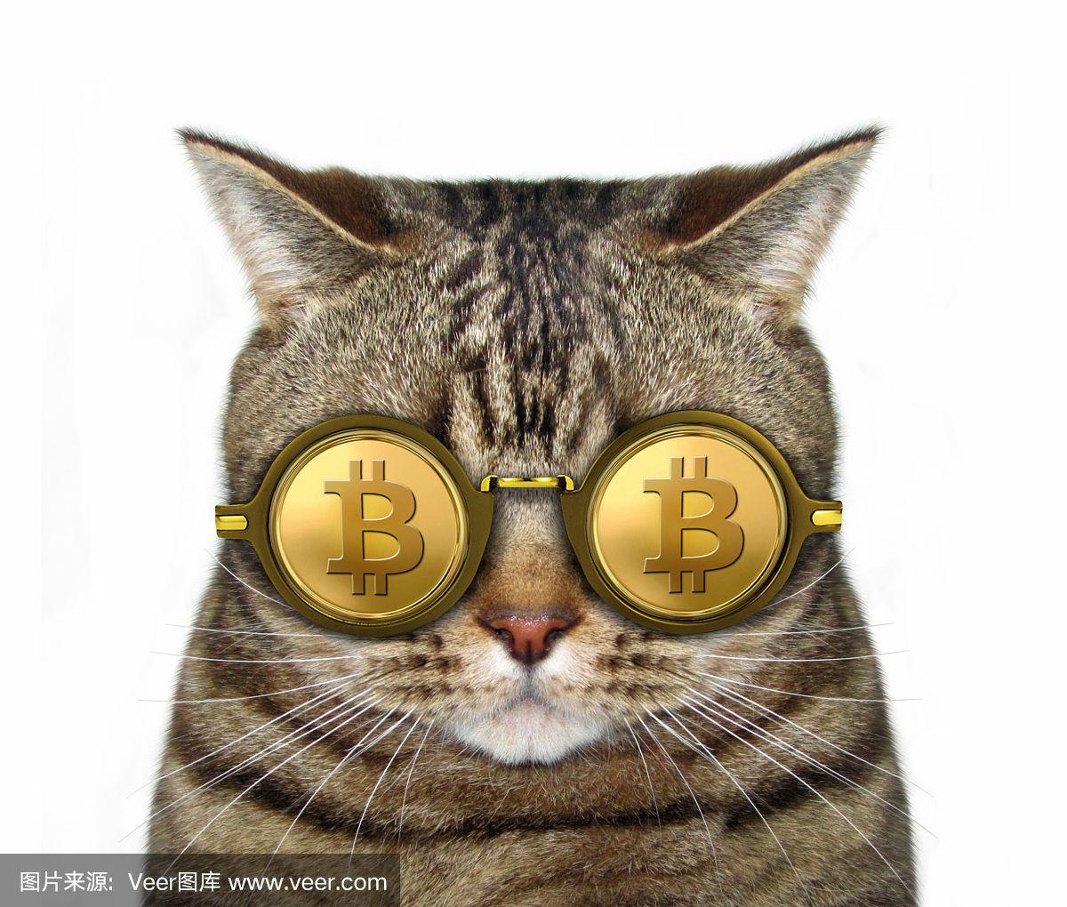 猫币有什么用(猫币有什么用途和价值)